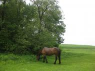 Черепашинці з panoramio.com