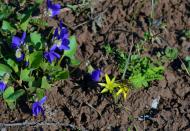 Глеюватка з panoramio.com