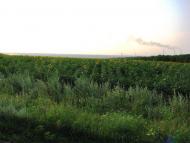 Обозне з panoramio.com