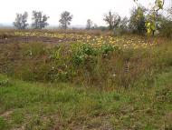Борщів з panoramio.com