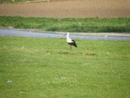 Требухівці з panoramio.com