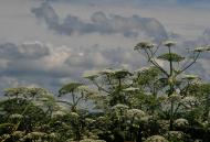 Іллімка з panoramio.com