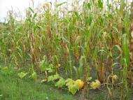 Верхня Слобідка - Останні фото