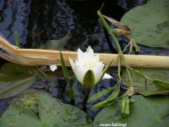 Заболоття - Останні фото