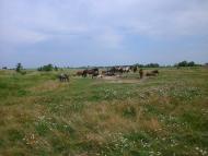 Горностаївка з panoramio.com