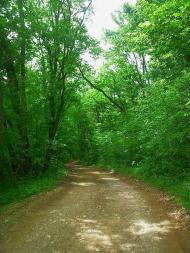 Краснолісся з panoramio.com