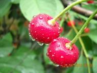 Мачухи з panoramio.com