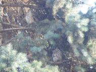 Біляївка з panoramio.com