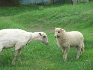 Бережівка з panoramio.com