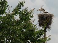 Борщів - Останні фото