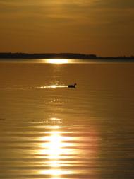 Світязь з panoramio.com