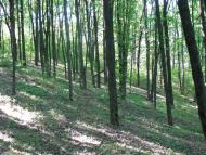 Яреськи - Останні фото