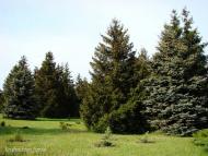 Кам'яне Поле з panoramio.com