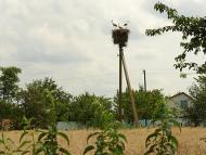Борщів з panoramio.com