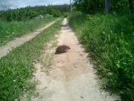 Полянь з panoramio.com