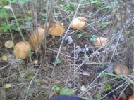 Клин з panoramio.com