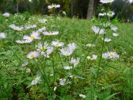 Васьківці з panoramio.com