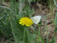 Грибівка з panoramio.com