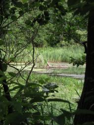 Іценків з panoramio.com