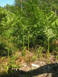 Лисняки з panoramio.com