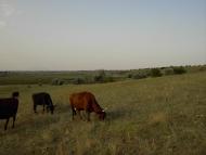 Новотимофіївка з panoramio.com