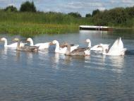 Гірськ - Останні фото