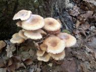 Спірне з panoramio.com