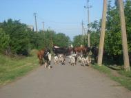 Роздільна з panoramio.com