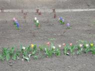 Димитров з panoramio.com