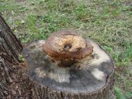 Калюжинці - Останні фото