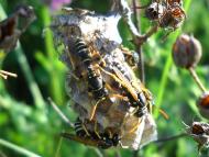 Мачухи з panoramio.com