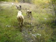 Кам'яне Поле з panoramio.com