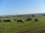 Роздільна з panoramio.com