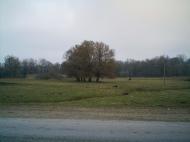 Базалія - Останні фото