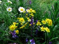 Новокурське з panoramio.com