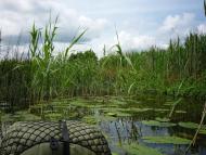 Заячівка з panoramio.com