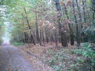 Полянь - Последние фото