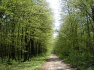 Устечко з panoramio.com