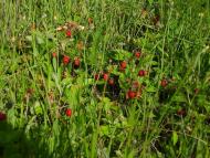 Сальник з panoramio.com