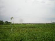 Горбані - Останні фото