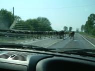 Холопичі з panoramio.com