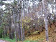 Тростянець з panoramio.com