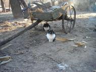 Вольниця - Останні фото