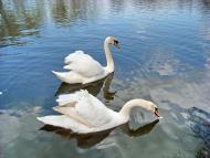 Комишуваха з panoramio.com