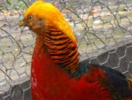 Мачухи з panoramio.com