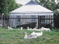 Козацьке з panoramio.com