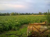 Куліші з panoramio.com