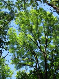 Яреськи - Останні фото