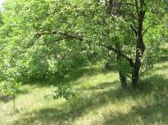 Круті Горби з panoramio.com