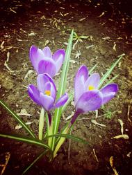 с. Правдовка